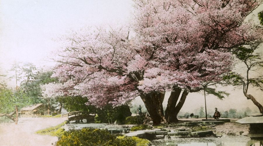 Eliza Skidmore had photographed Japanese sakura.